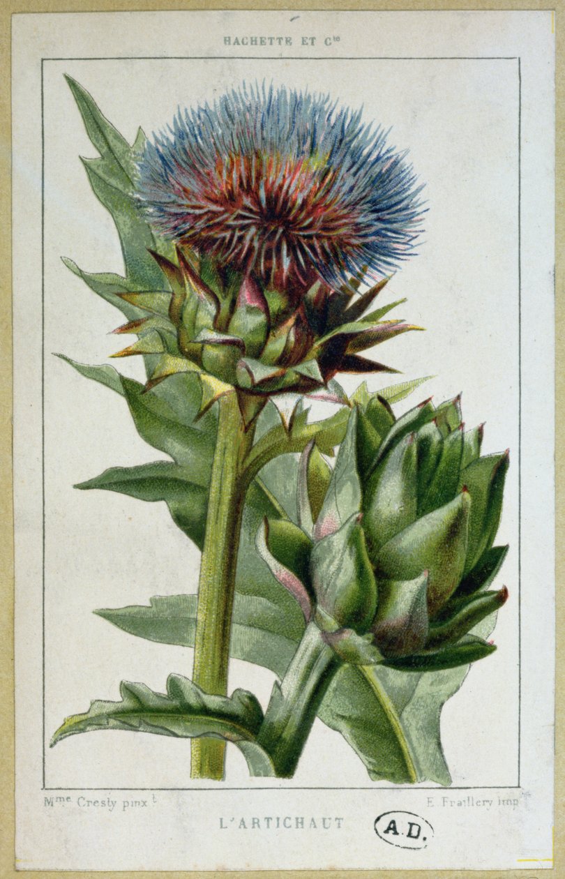 Artiskok, botanisk plade, graveret af E. Fraillery af Marguerite Buret