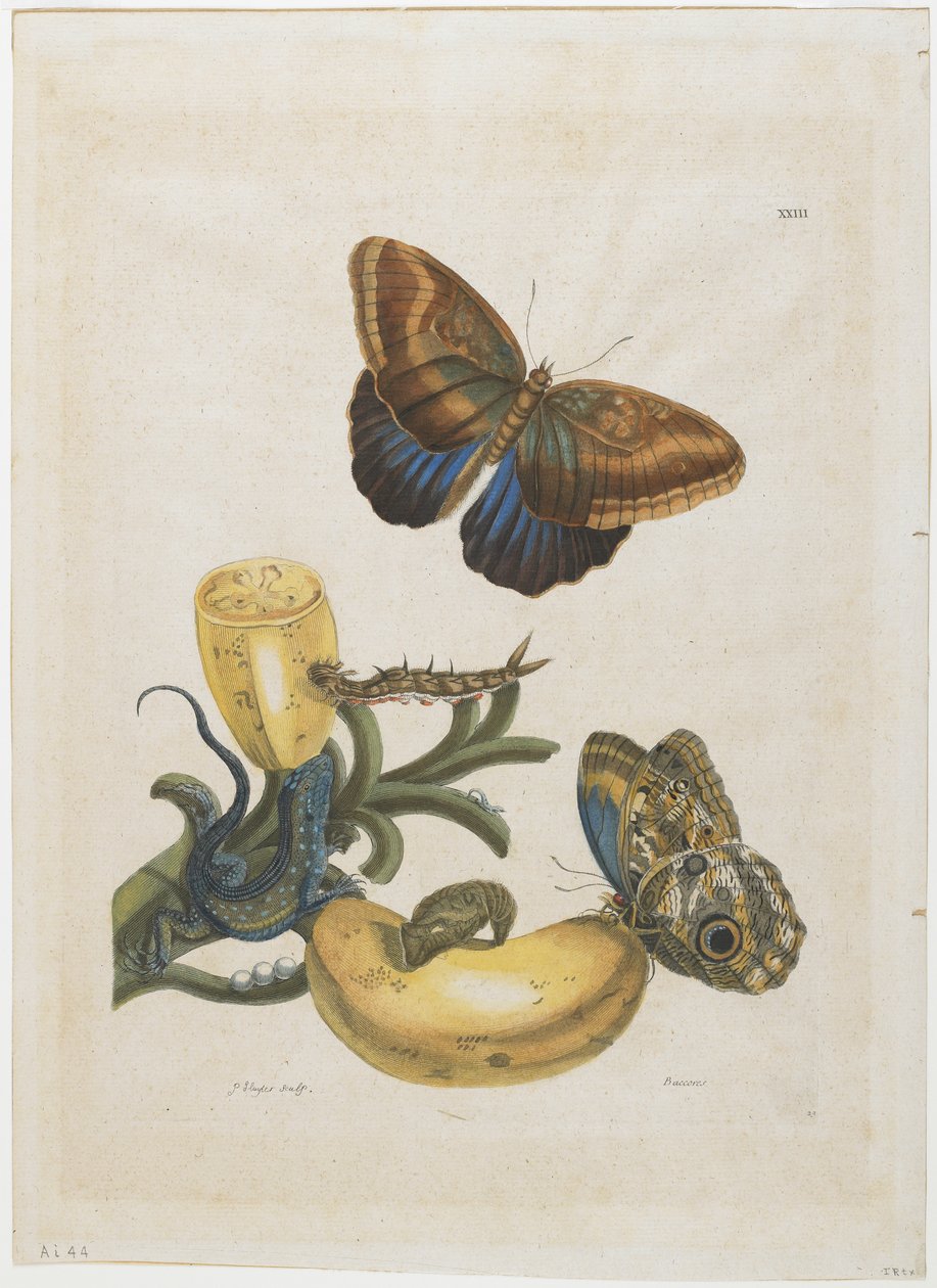 Bananer og blå firben, 1705-71 (håndkoloreret radering og gravering) af Maria Sibylla Merian