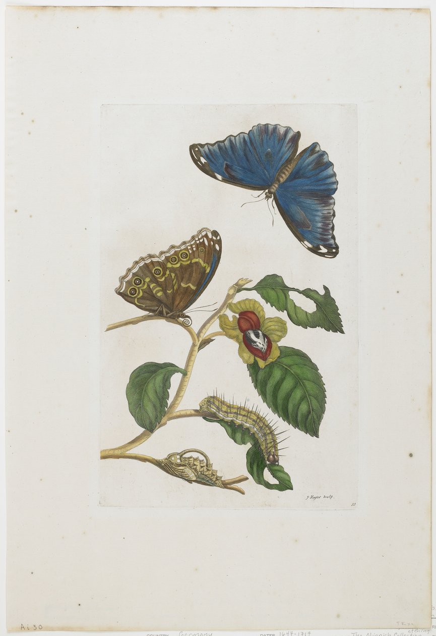 Blå sommerfugle og løv, 1705-71 (håndfarvet radering og gravering) af Maria Sibylla Merian