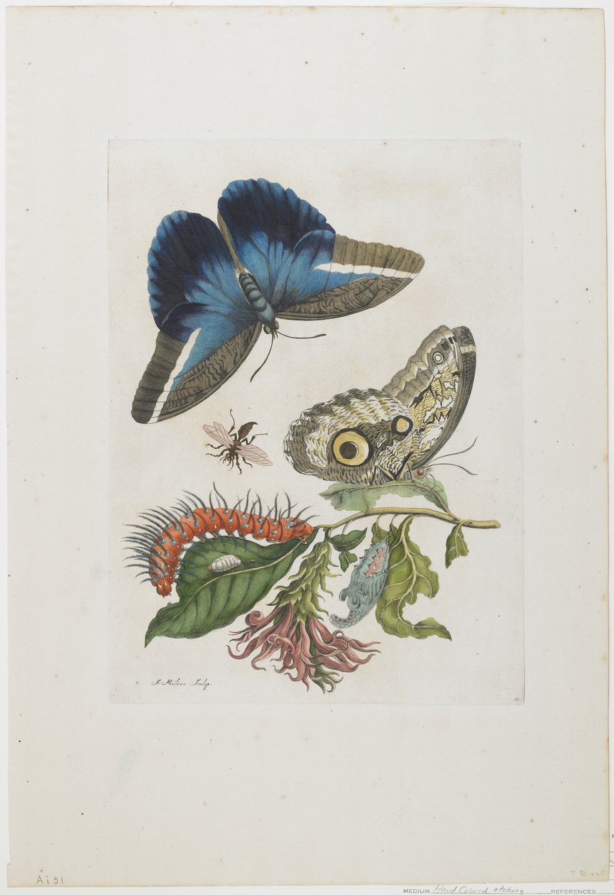 Blå sommerfugle og rød larve, blå pigge, ca. 1705-17 (håndfarvet radering og gravering) af Maria Sibylla Merian
