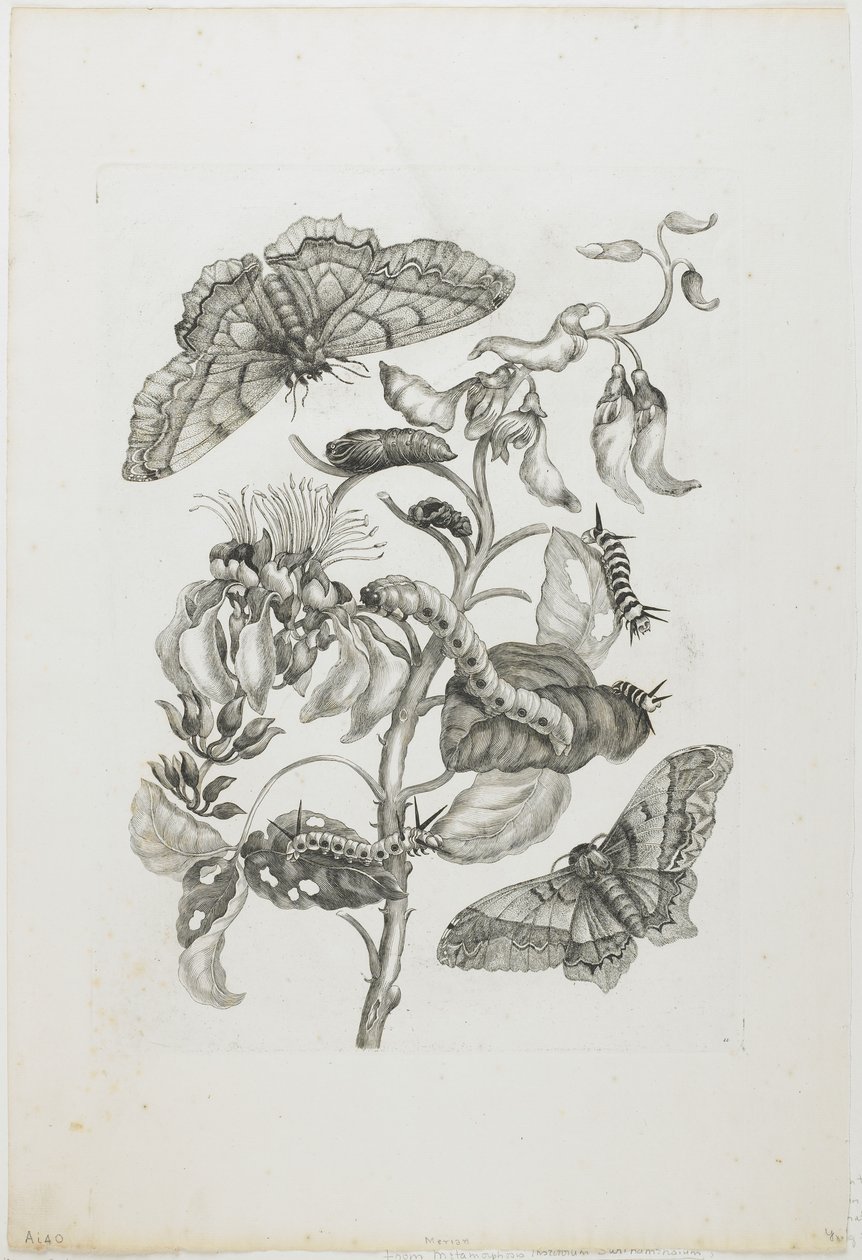 Larver, sommerfugle og blomster, 1705-71 (ætsning og gravering) af Maria Sibylla Merian