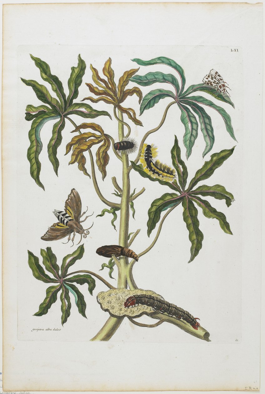Larver og insekter med løv, 1705-71 (håndfarvet radering og gravering) af Maria Sibylla Merian