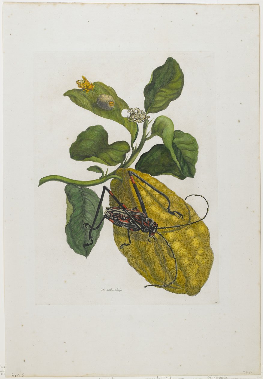Citrusfrugt og bille, 1705-71 (håndfarvet radering og gravering) af Maria Sibylla Merian