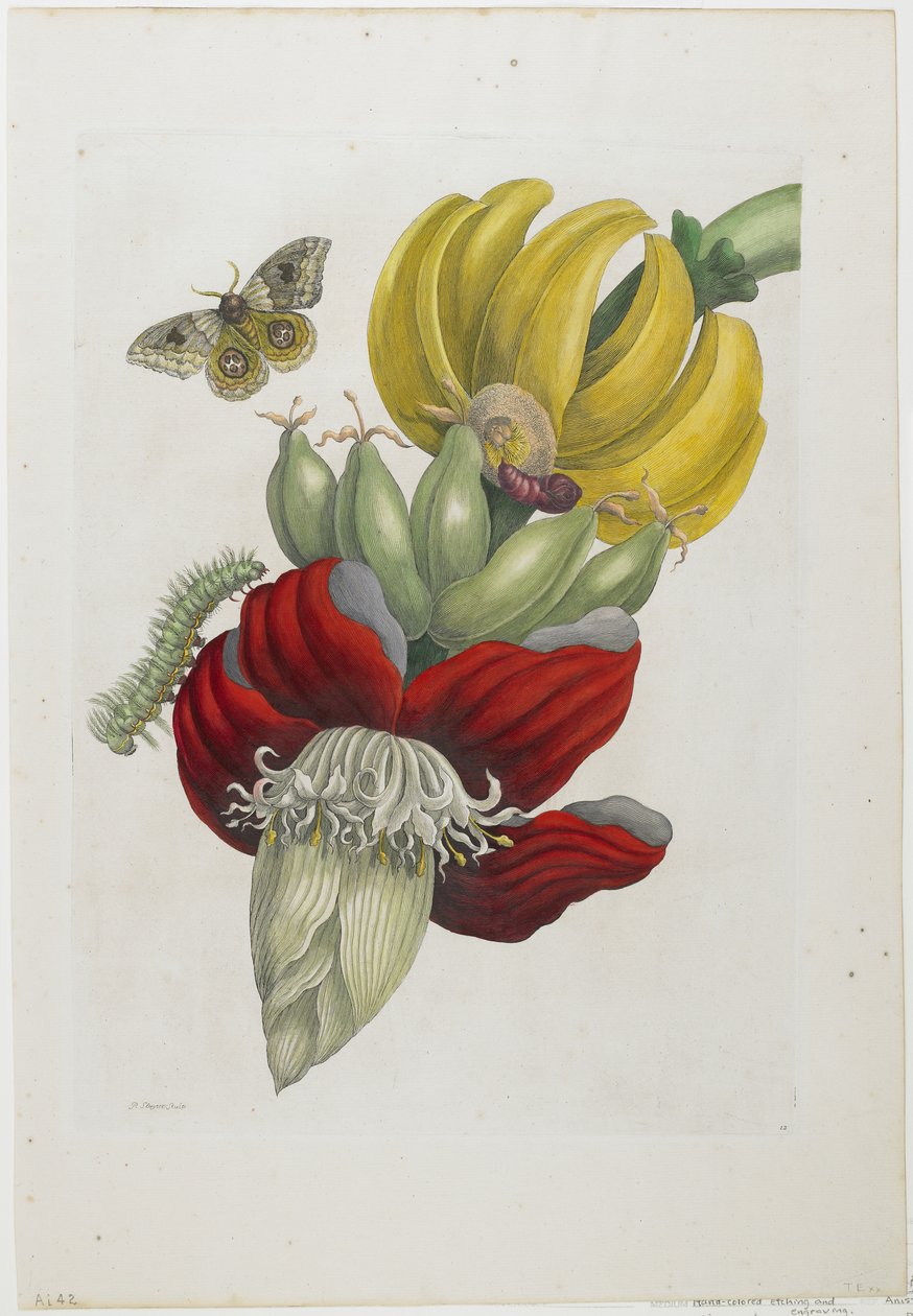 Blomsterstand af banan, 1705 (håndfarvet radering og gravering) af Maria Sibylla Merian