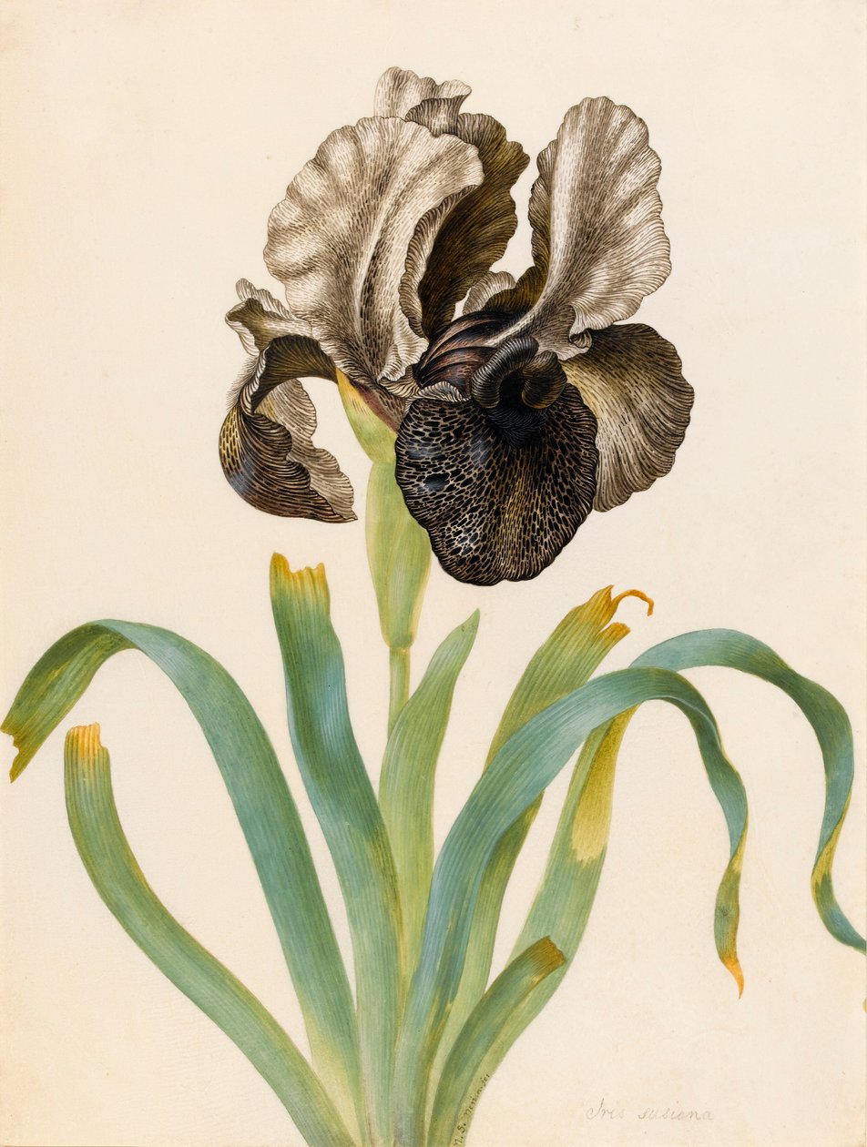 Iris Susiana (wc på vellum) af Maria Sibylla Merian