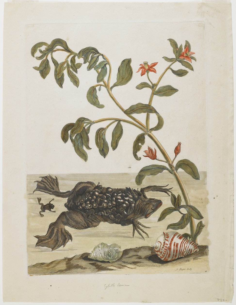 Surinam-tudsehan med æg på ryggen (aflagt der af hunnen), skaller og blomstrende plante, 1705-71 (håndkoloreret radering og gravering) af Maria Sibylla Merian