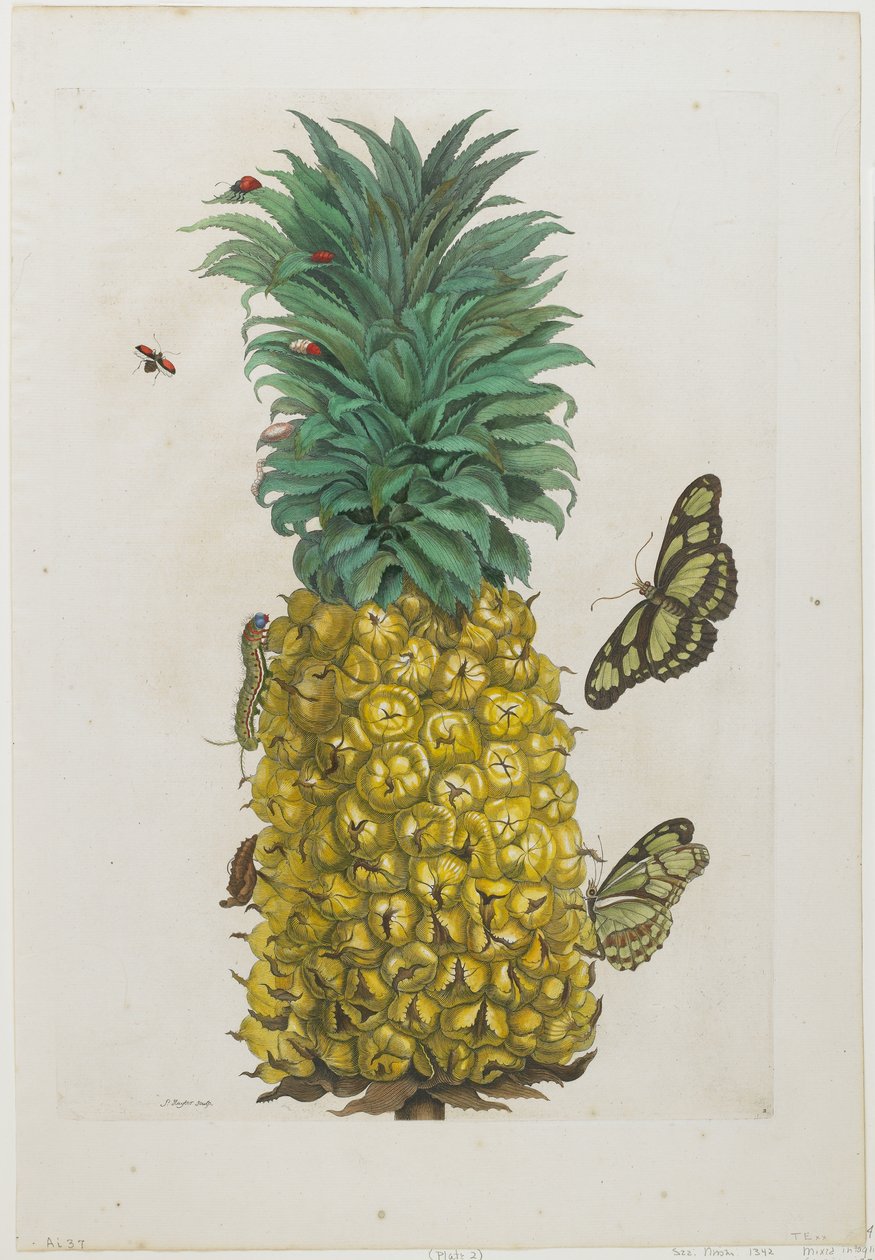 Moden ananas med sommerfugle, 1705-71 (håndfarvet radering og gravering) af Maria Sibylla Merian