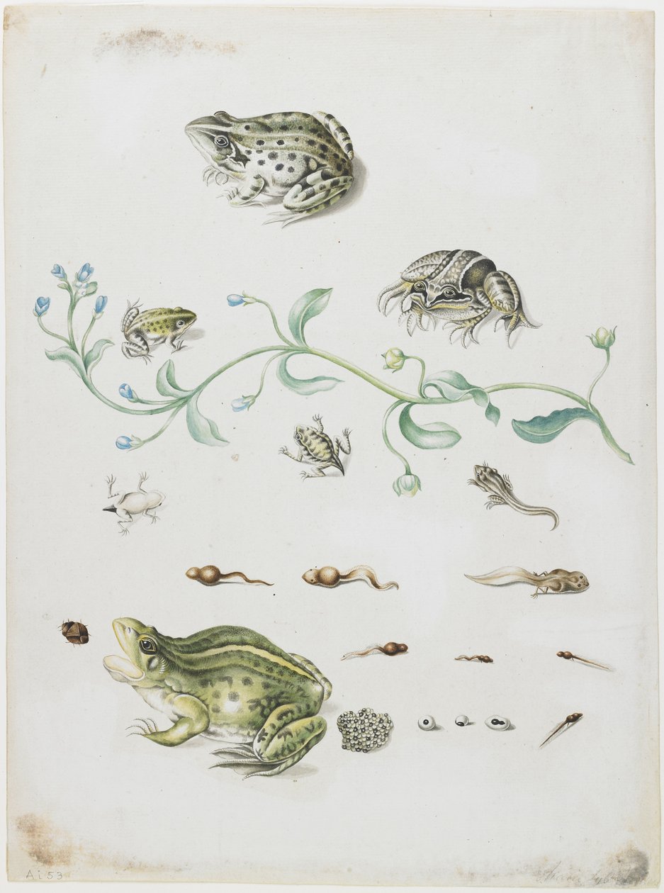 Metamorfose af en frø og blå blomst af Maria Sibylla Merian