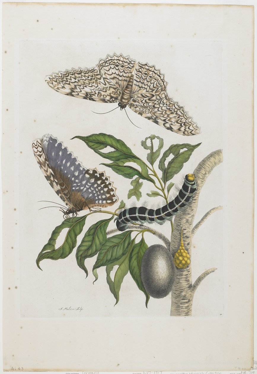 Moths, Caterpillars and Foliage, 1705-71 (håndfarvet radering og gravering) af Maria Sibylla Merian