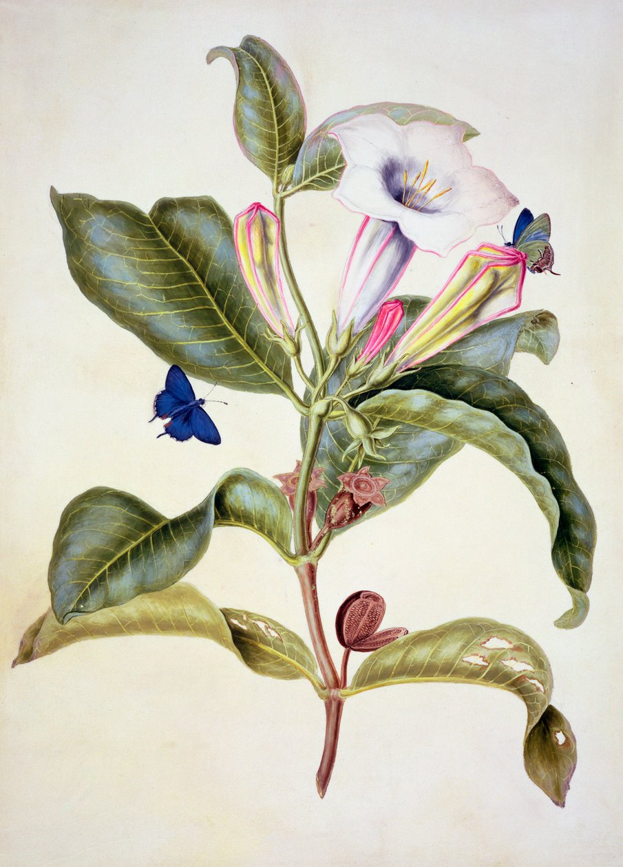No.3055c Tornæble (Datura Wrightii) af Maria Sibylla Merian