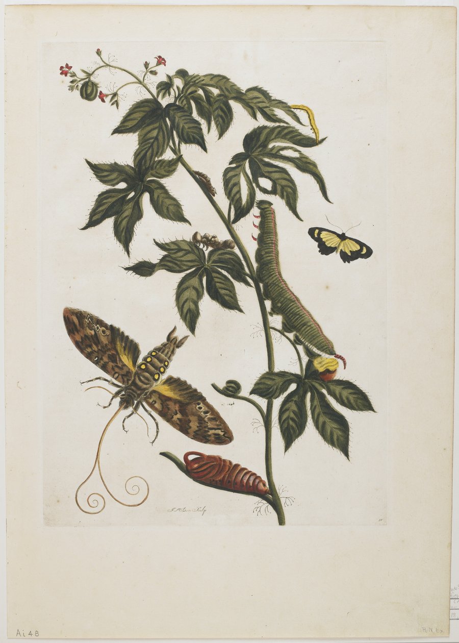 Sphinx Moth, Larve, Pupa, and Flower, 1705-71 (håndfarvet radering og gravering) af Maria Sibylla Merian