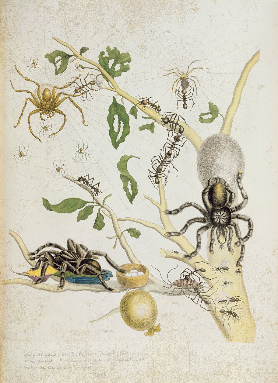 Edderkopper: Mygole, plade 18 fra "Over de Voorteeling", 1730 af Maria Sibylla Merian