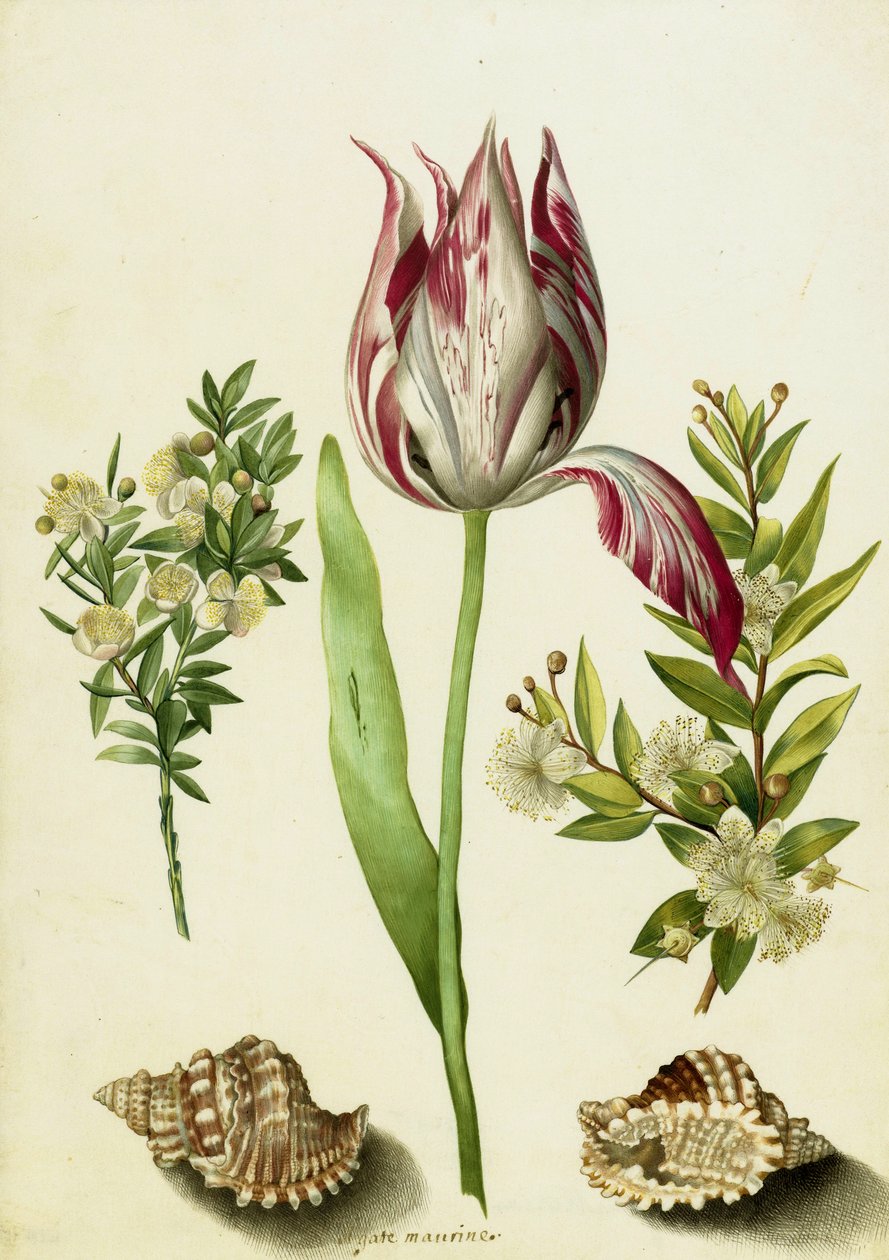 Tulipan, to grene af myrte og to skaller, ca.1700 (pensel på pergament) af Maria Sibylla Merian