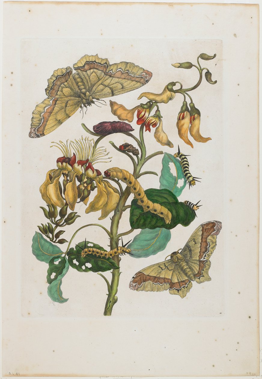 Larver, sommerfugle (Arsenura armida) og blomst (Pallisaden Boom: Erythrina fusca) af Maria Sibylla Merian