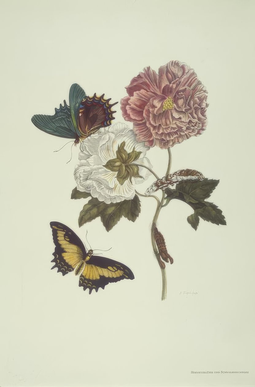 MS Merian, Hibiscus og Swallow Swallow. af Maria Sibylla Merian