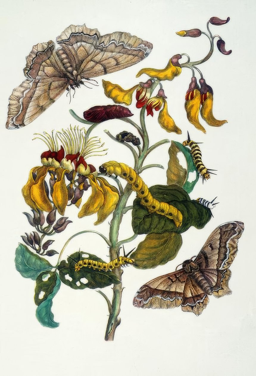 MS Merian, koraltræ og silkeedderkop af Maria Sibylla Merian