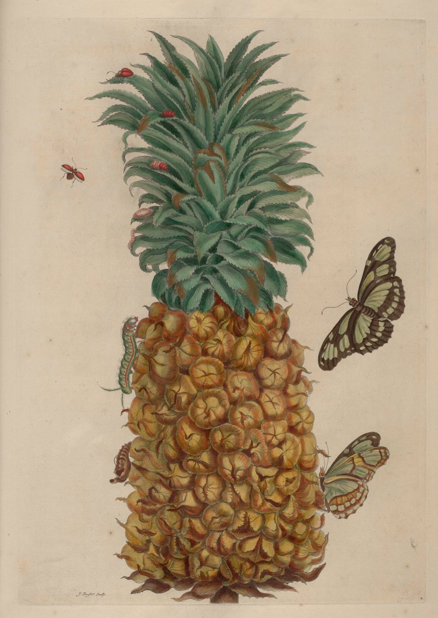 Ananas og kakerlak, illustration fra Metamorphosis insectorum Surinamensium af Maria Sibylla Merian