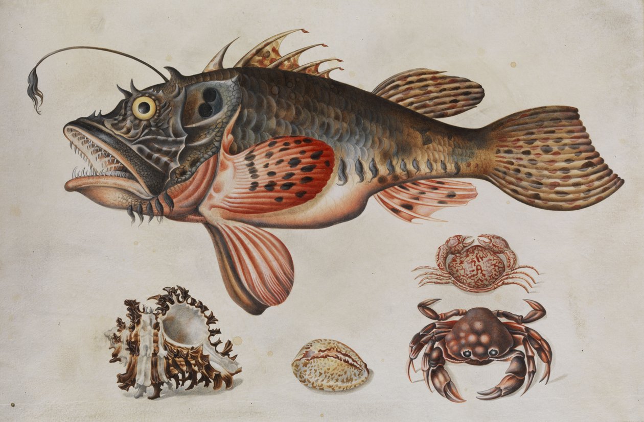 Dybhavsfisk, krabber og havsnegle. af Maria Sibylla Merian