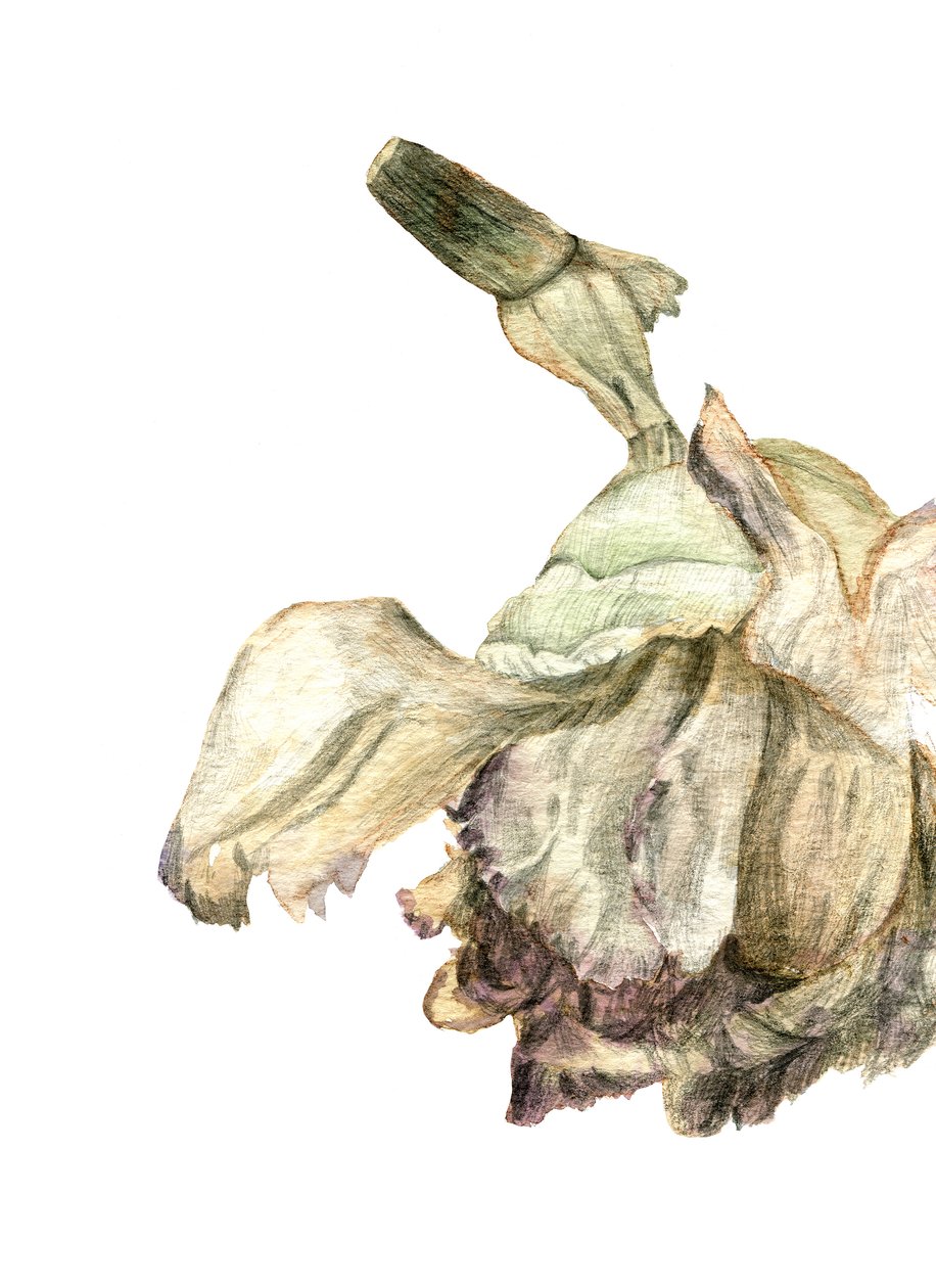 Nellikeblomst, 2018 af Maria Basea