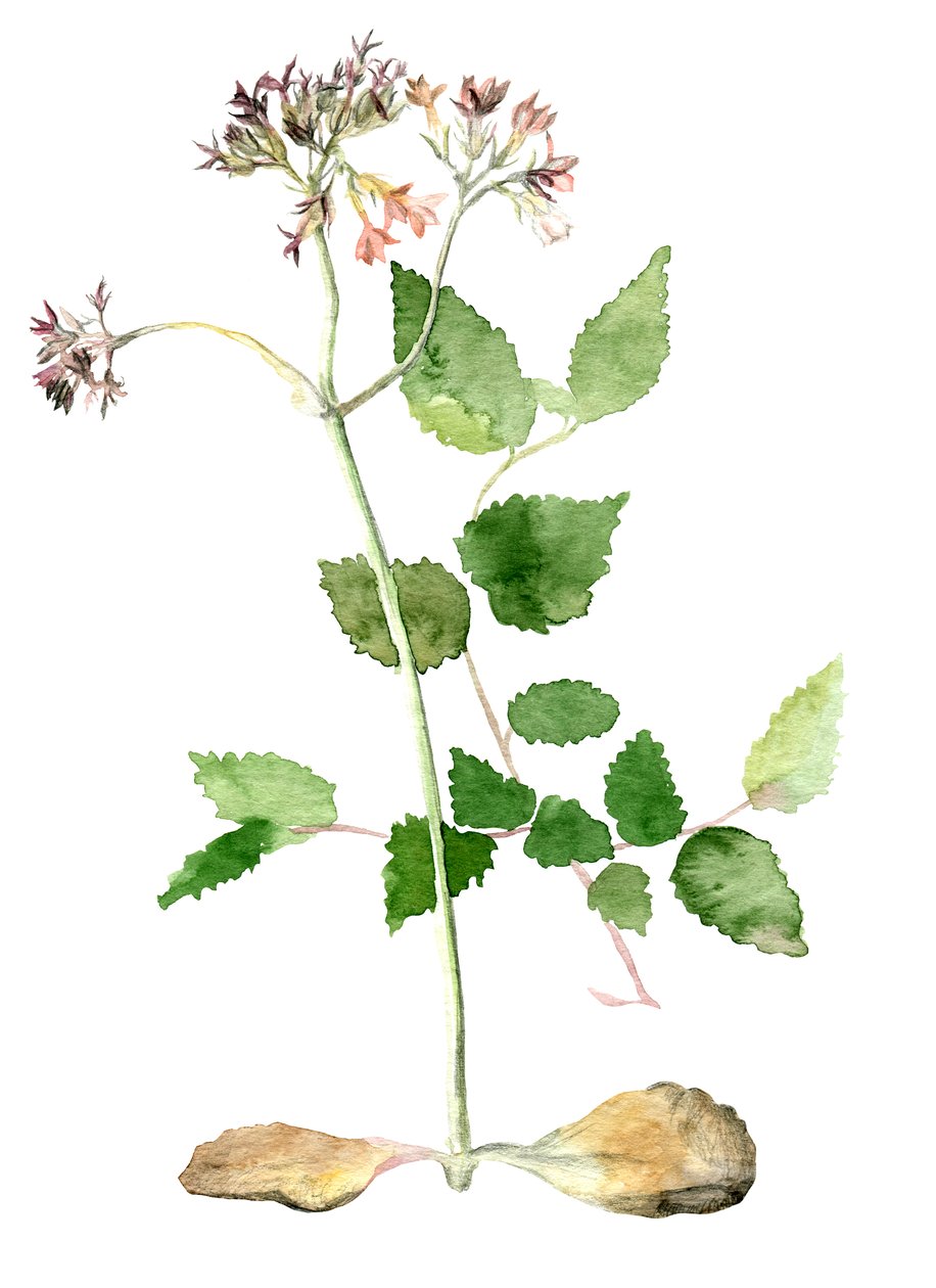 Blomster, 2018 af Maria Basea