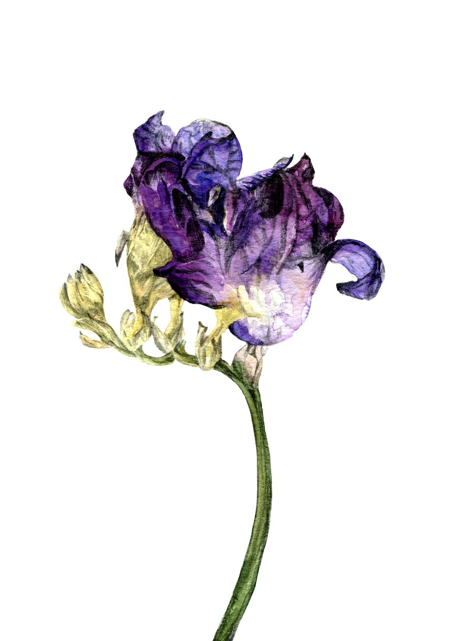Freesia-blomst, 2018 af Maria Basea