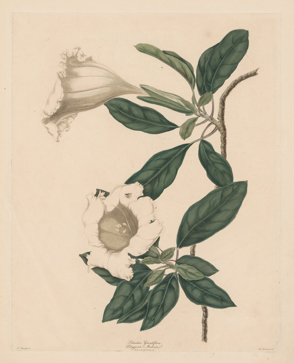 Kalk Vine af Maria Catharina Prestel