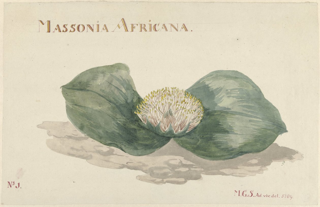 Bloem Massonia Africana MASSONIA AFRICANA (titel på objekt) af Maria Geertruida Barbiers Snabilié