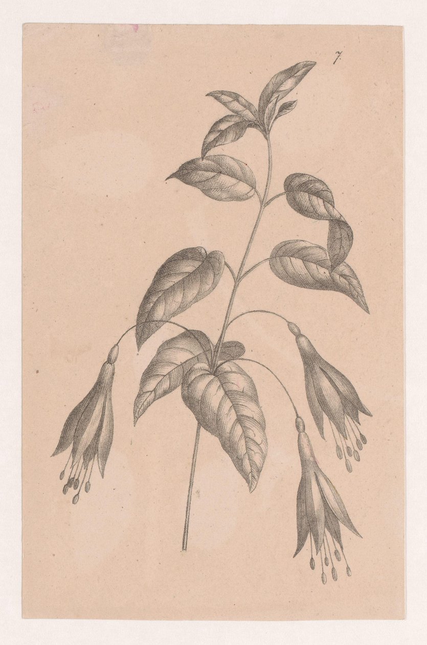 Gren med blomster af Maria Geertruida de Goeje Barbiers (attributed to)