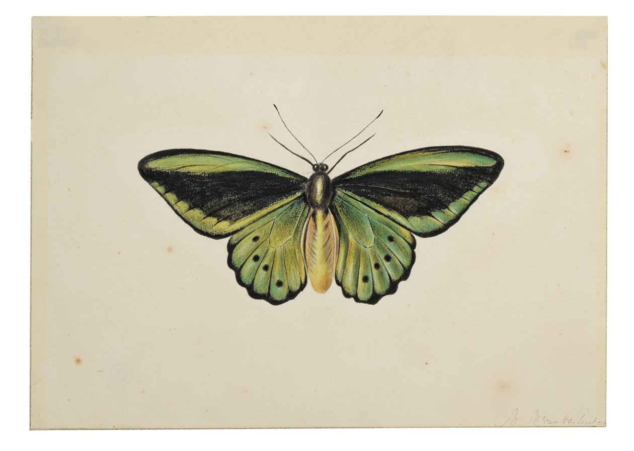 Sommerfugl, Almindelig grøn mosaikguldsmed (Ornithoptera priamus) af Maria Margaretha van Os