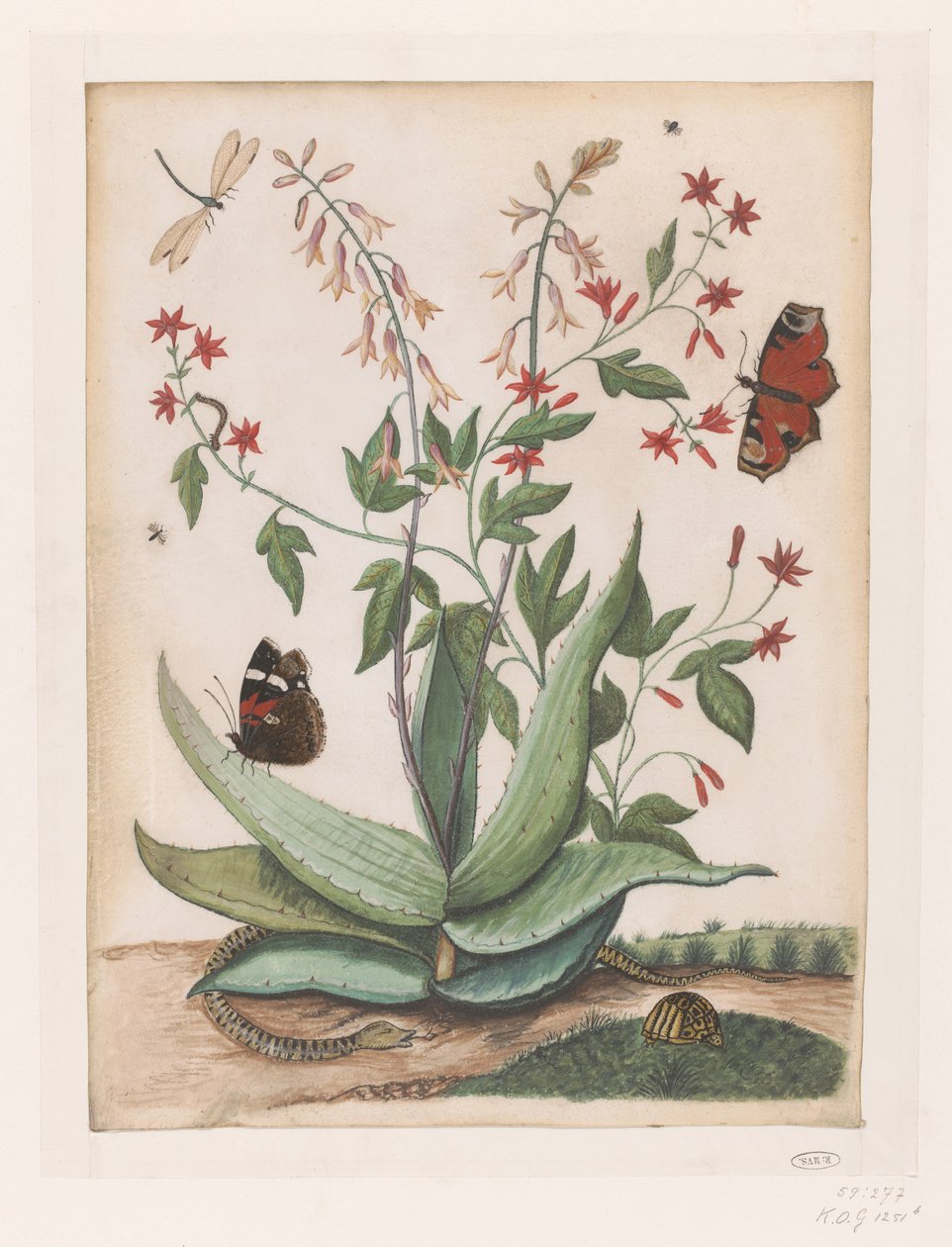 Sommerfugle, en slange og en skildpadde, der omgiver en blomstrende agave af Maria Moninckx