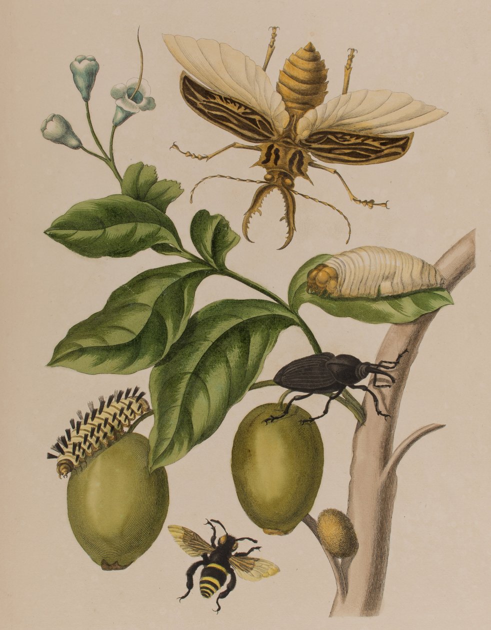 Illustration fra 