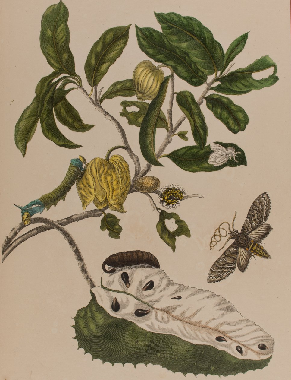 Illustration fra 