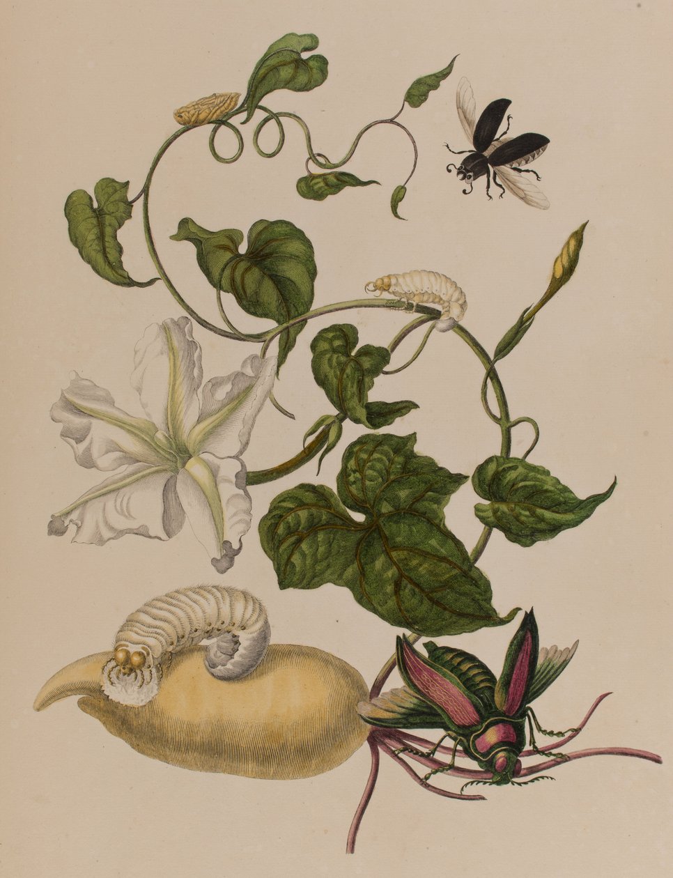 Illustration fra "Metamorphosis insectorum Surinamensium. Ofte Verandering der Surinaamsche Insecten", udgivet i 1705 (farvet stik) af Maria Sibylla Graff (after) Merian