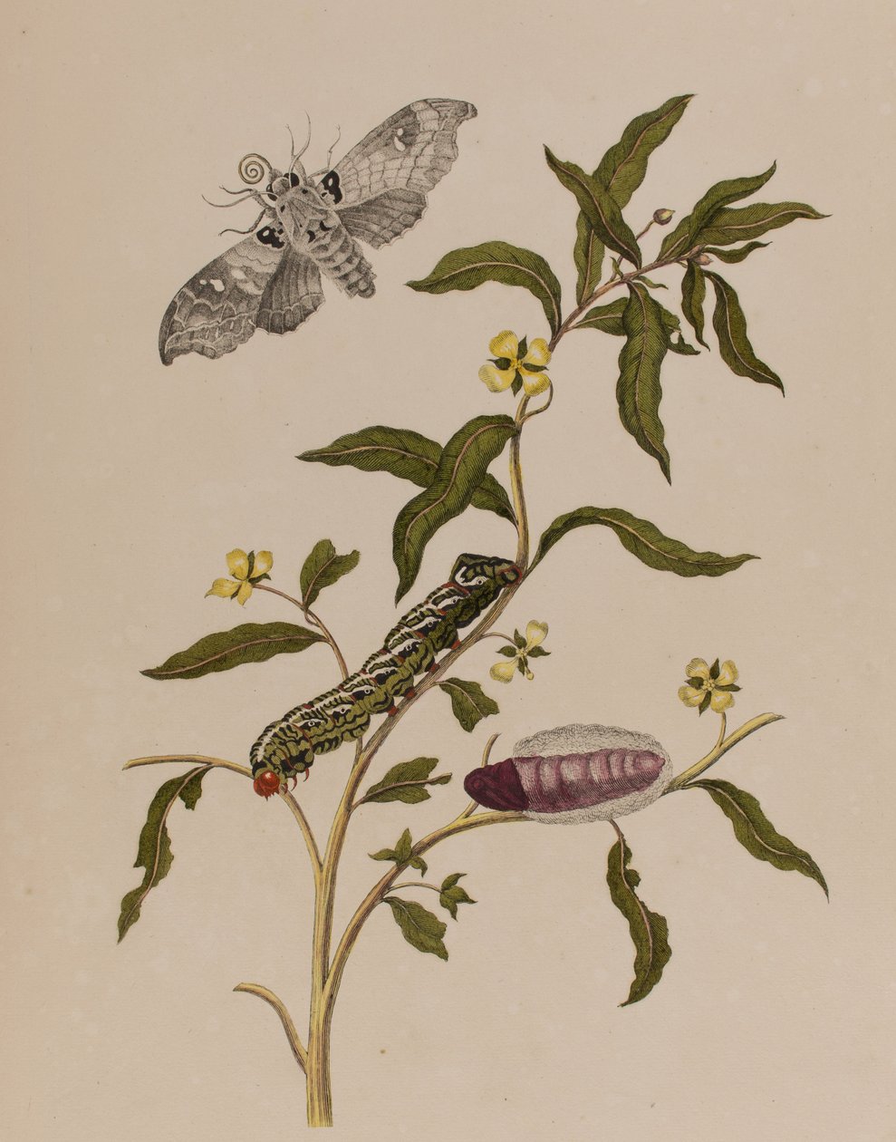 Illustration fra 