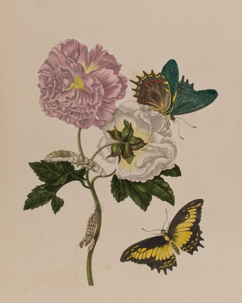 Illustration fra 