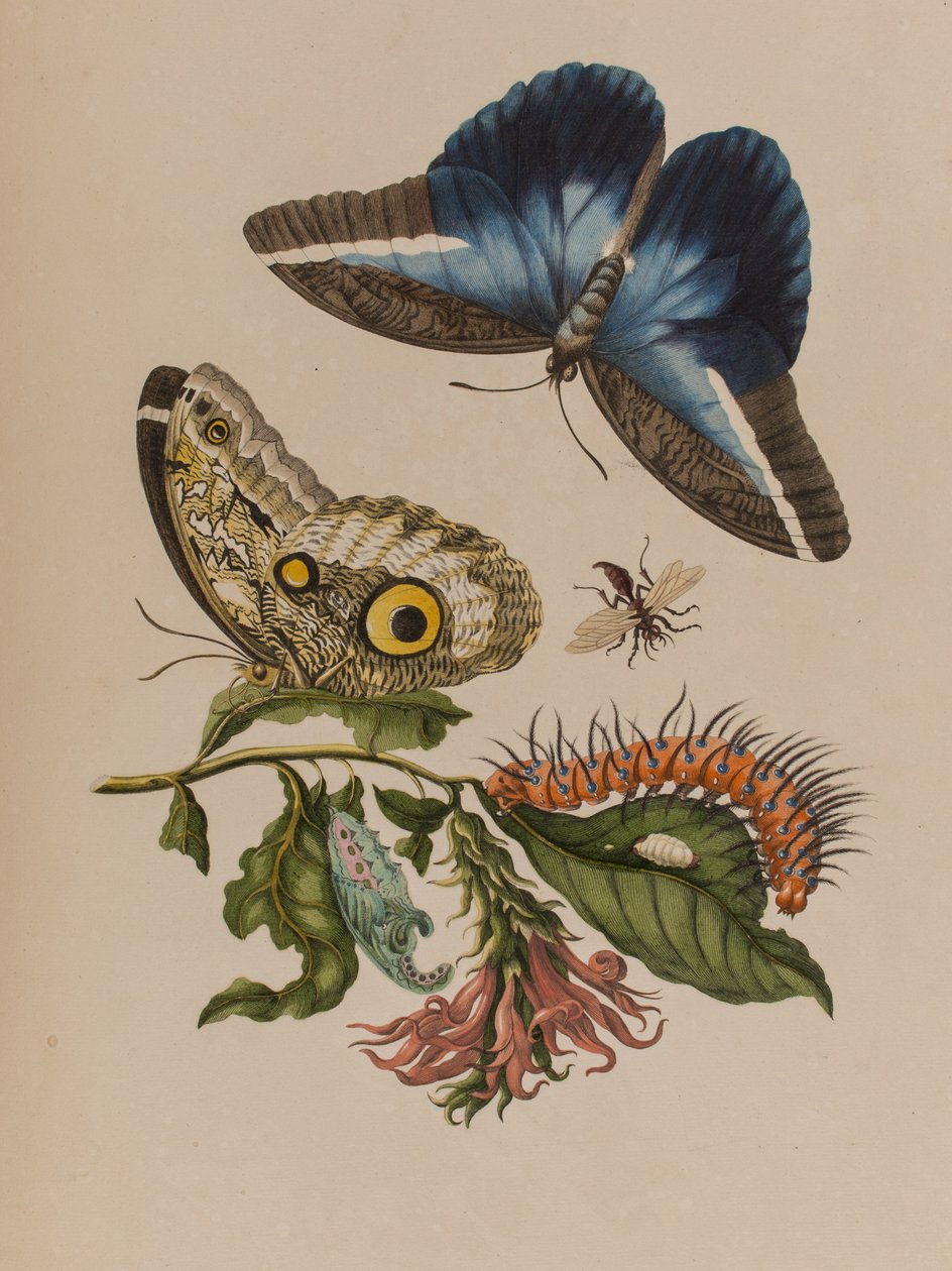 Illustration fra 