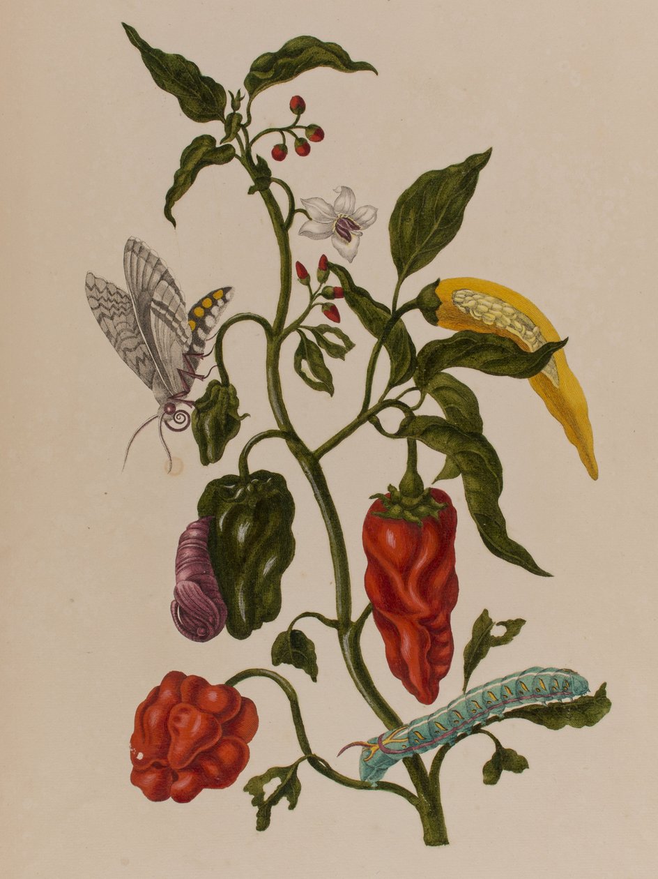 Illustration fra 