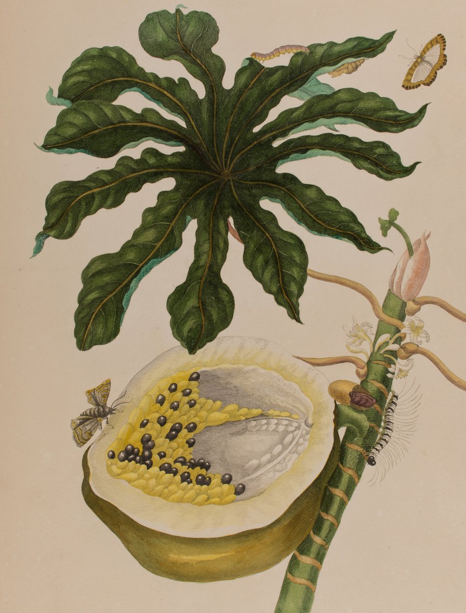 Illustration fra 
