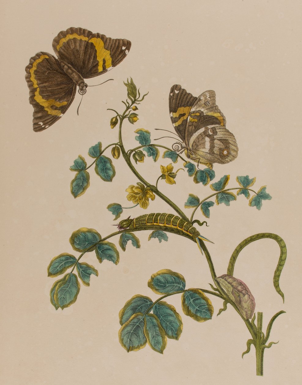 Illustration fra 