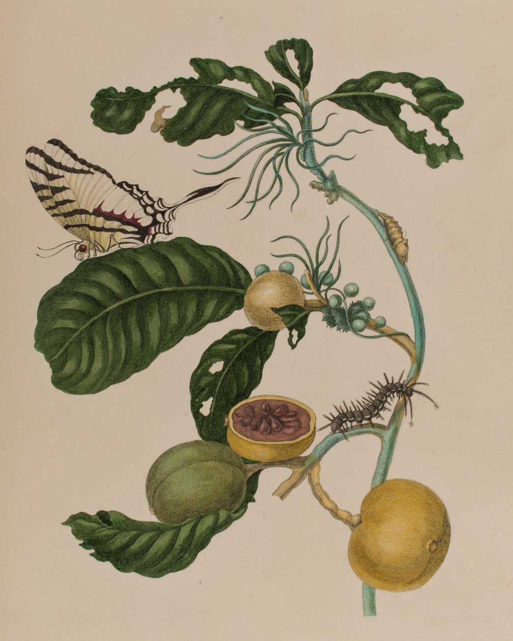 Illustration fra 