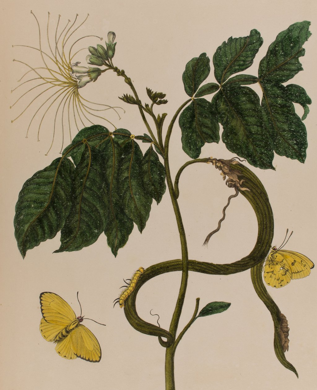 Illustration fra 