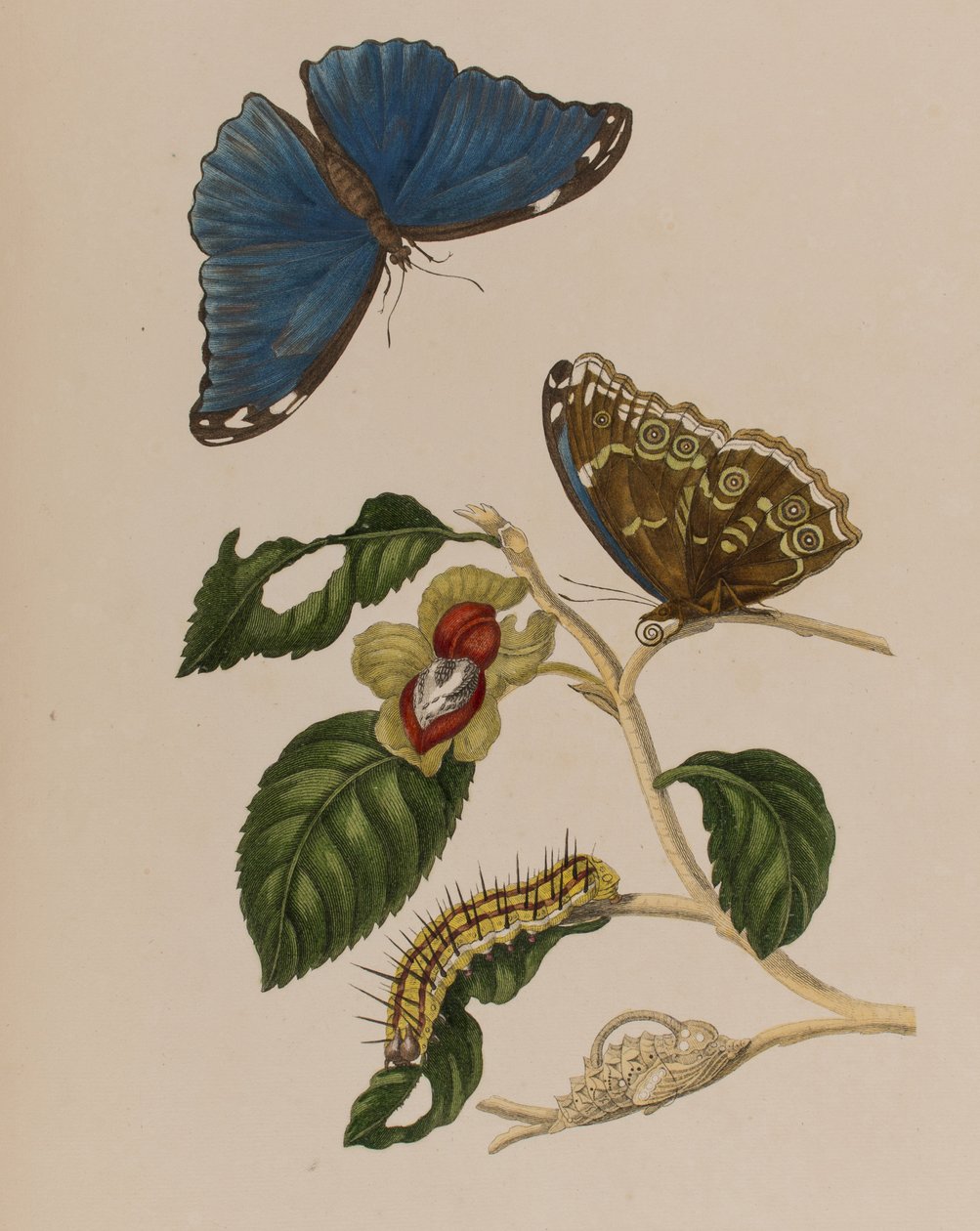 Illustration fra 