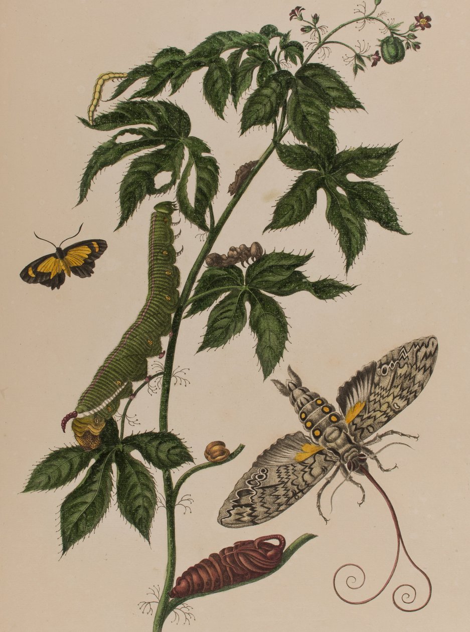 Illustration fra 