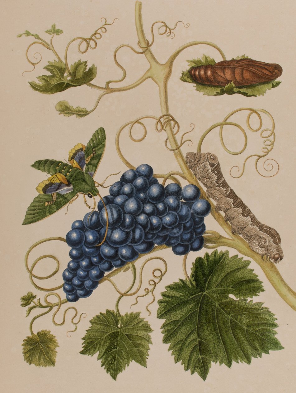 Illustration fra 