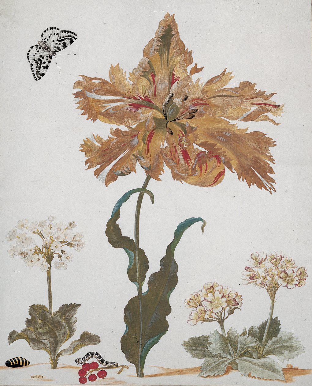 En papegøjetulipan, Auriculas, Røde Ribs, med en Magpie Moth, dens larve og puppe, ca. 1670 af Maria Sibylla Merian
