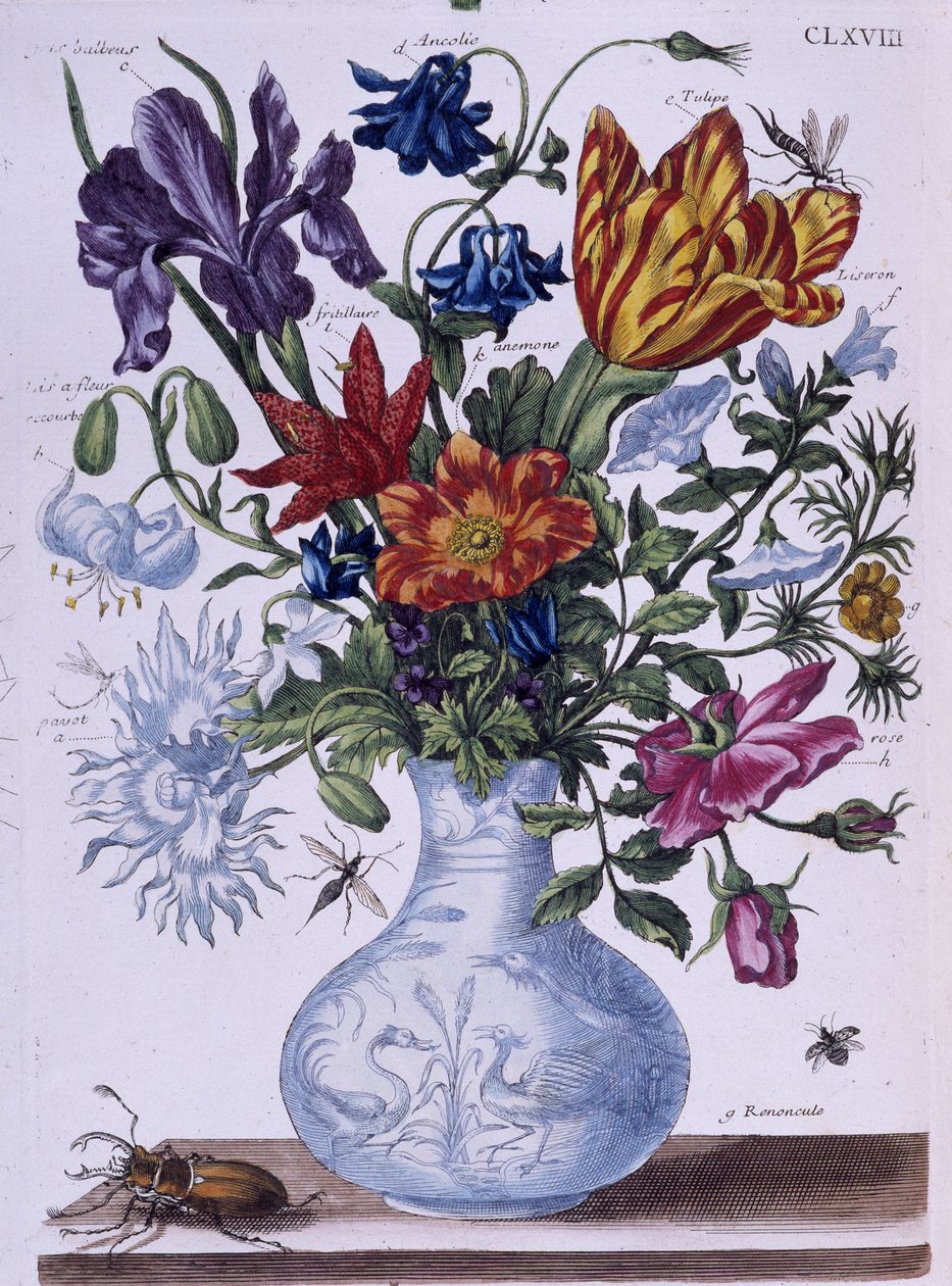 Bille og forskellige blomster - dess. af Maria Sibylla Merian, n.d., ca. slutningen af 1700-tallet af Maria Sibylla Merian