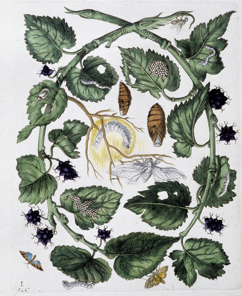 Sommerfugle og chrysalis - dess. af Maria Sibylla Merian, n.d., ca. slutningen af 1700-tallet af Maria Sibylla Merian