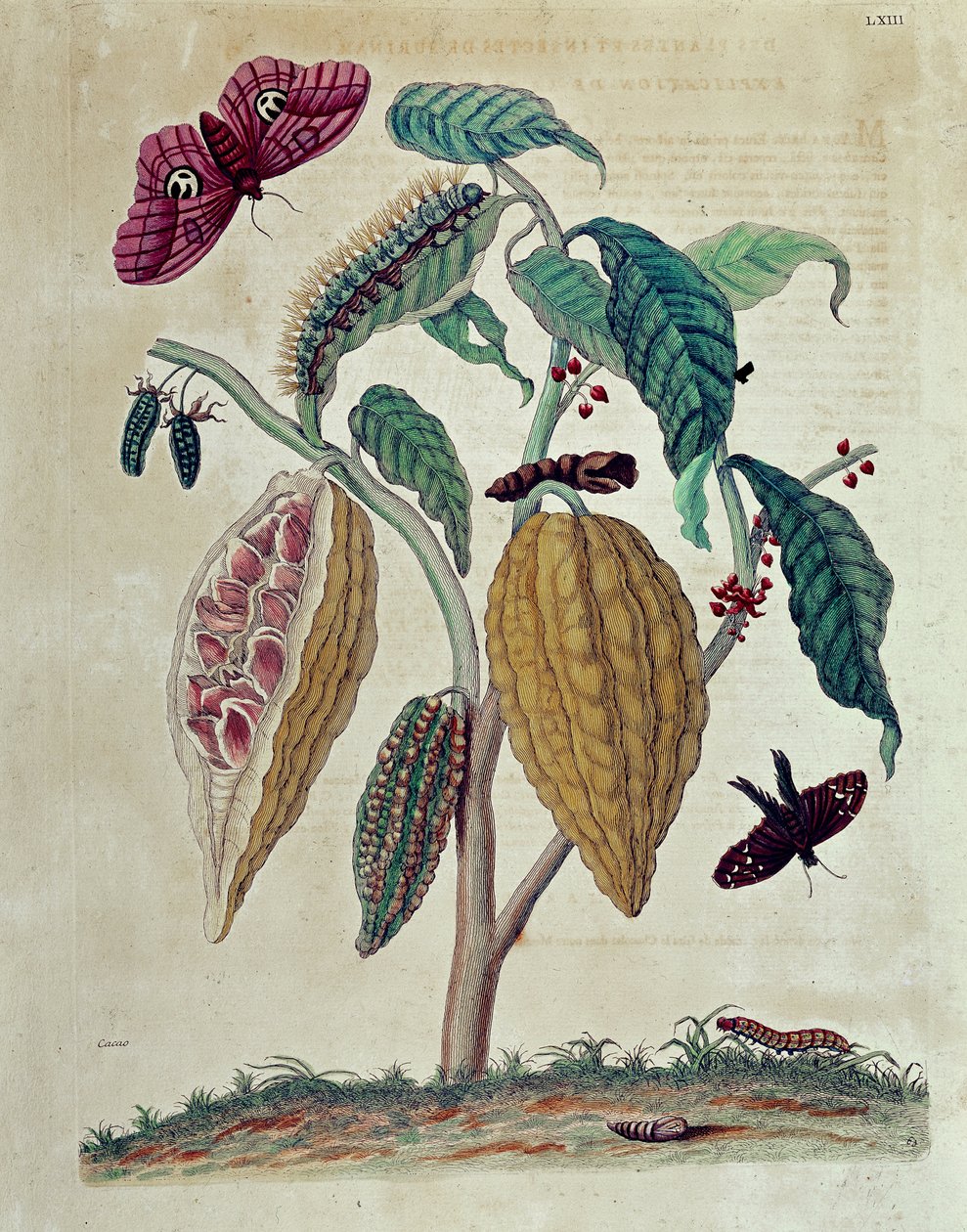 Kakao - i "" Generel historie om insekter i Surinam og hele Europa"" af Maria Sibylla Merian af Maria Sibylla Merian