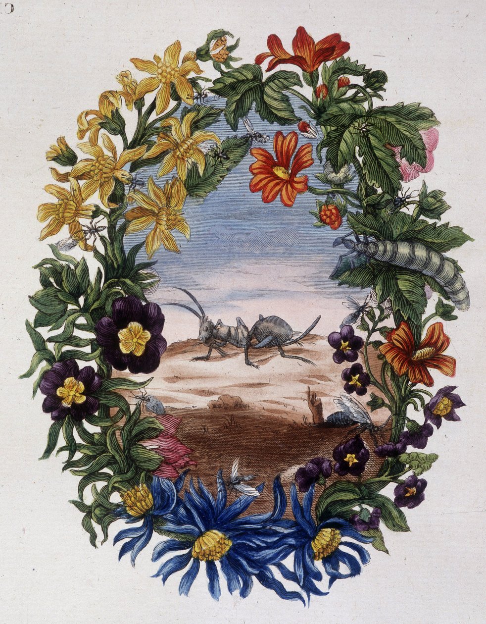 Fourmi - af Maria Sibylla Merian af Maria Sibylla Merian