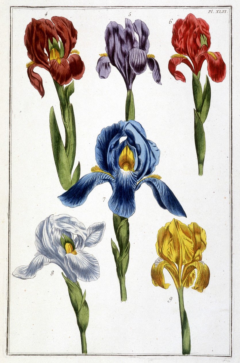 Iris - i "Generel historie om insekterne i Surinam og hele Europa"" af Maria Sibylla de Merian, red. Desnos, Paris af Maria Sibylla Merian